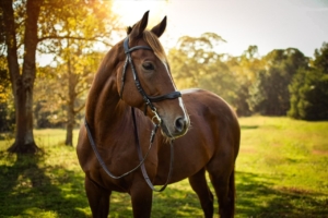 photo of Big Red the horse