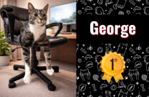 photo of george the cat