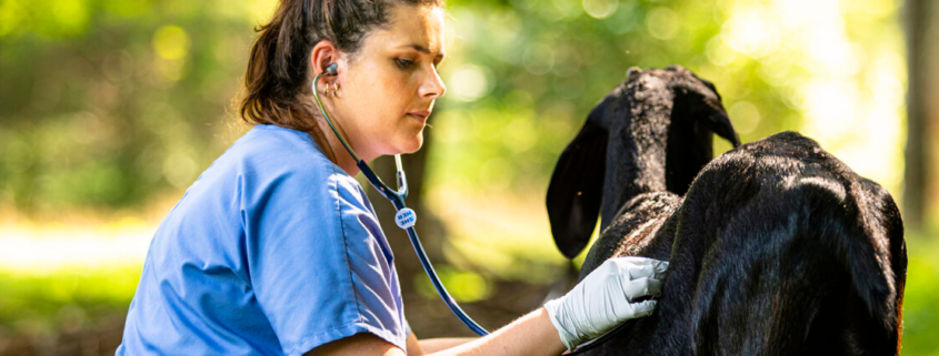 An employee checks on a goat at the Boehringer Ingelheim Goat Farm. (PHOTO: Edwin Hammond)