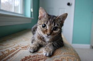 photo of crouton the cat