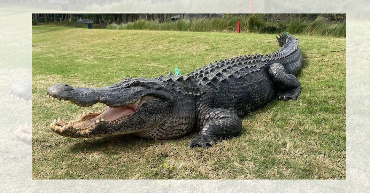 large alligator on grass near a swamp