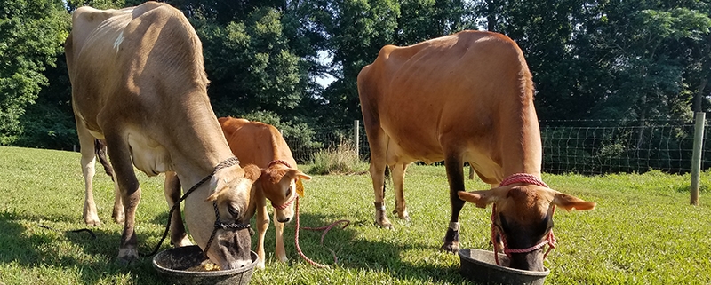 Meet Our Jersey Dairy Cow - Rosehips & Honey