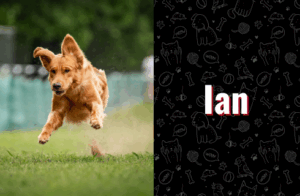 photo of ian the dog