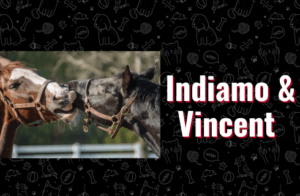 photo of Indiamo & Vincent the horses
