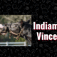 photo of Indiamo & Vincent the horses