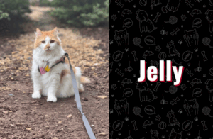 photo of jelly the cat
