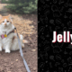 photo of jelly the cat