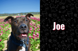 photo of joe the dog