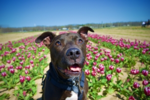 photo of Joe the dog