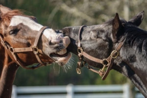 photo of Indiamo & Vincent the horses