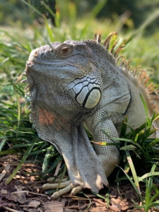 photo of marty the iguana