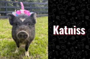 photo of katniss the pig