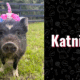 photo of katniss the pig