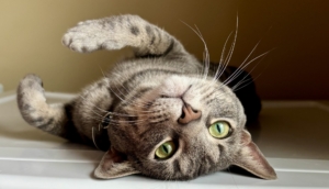 photo of rusty the cat