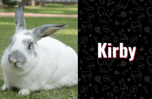 photo of kirby the bunny