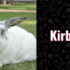 photo of kirby the bunny