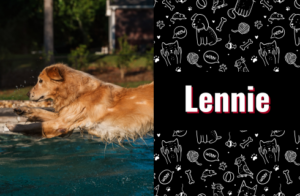 photo of Lenny the dog