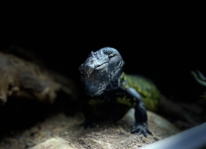 photo of Orlok the lizard