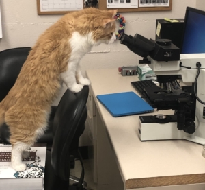 photo of darwin the cat