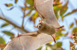bat flying through trees in front of blue sky