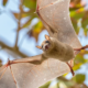 bat flying through trees in front of blue sky