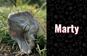 photo of marty the iguana