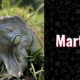 photo of marty the iguana