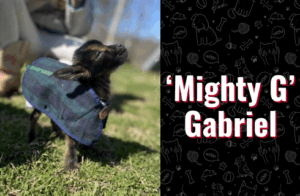 photo of mighty g the baby goat