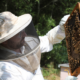 man in bee suit looking a bee hive