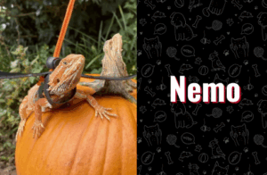 photo of nemo the lizard