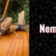 photo of nemo the lizard