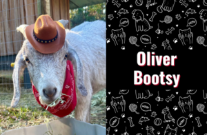 photo of oliver bootsy the goat