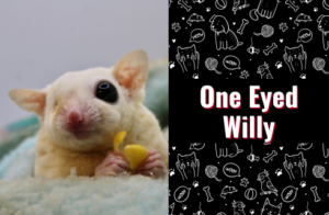 photo of sugar glider one eyed willy