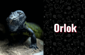 photo of Orlok the lizard