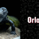 photo of Orlok the lizard