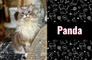 photo of Panda the cat