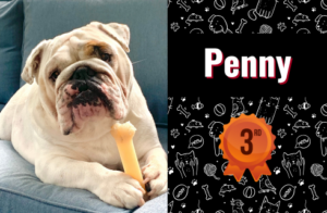 photo of Penny the dog