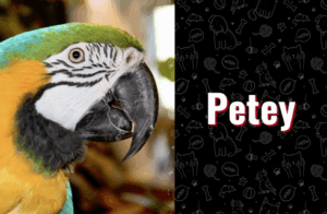 photo of petey the parrot