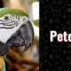 photo of petey the parrot