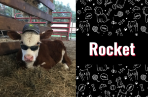 photo of rocket the cow
