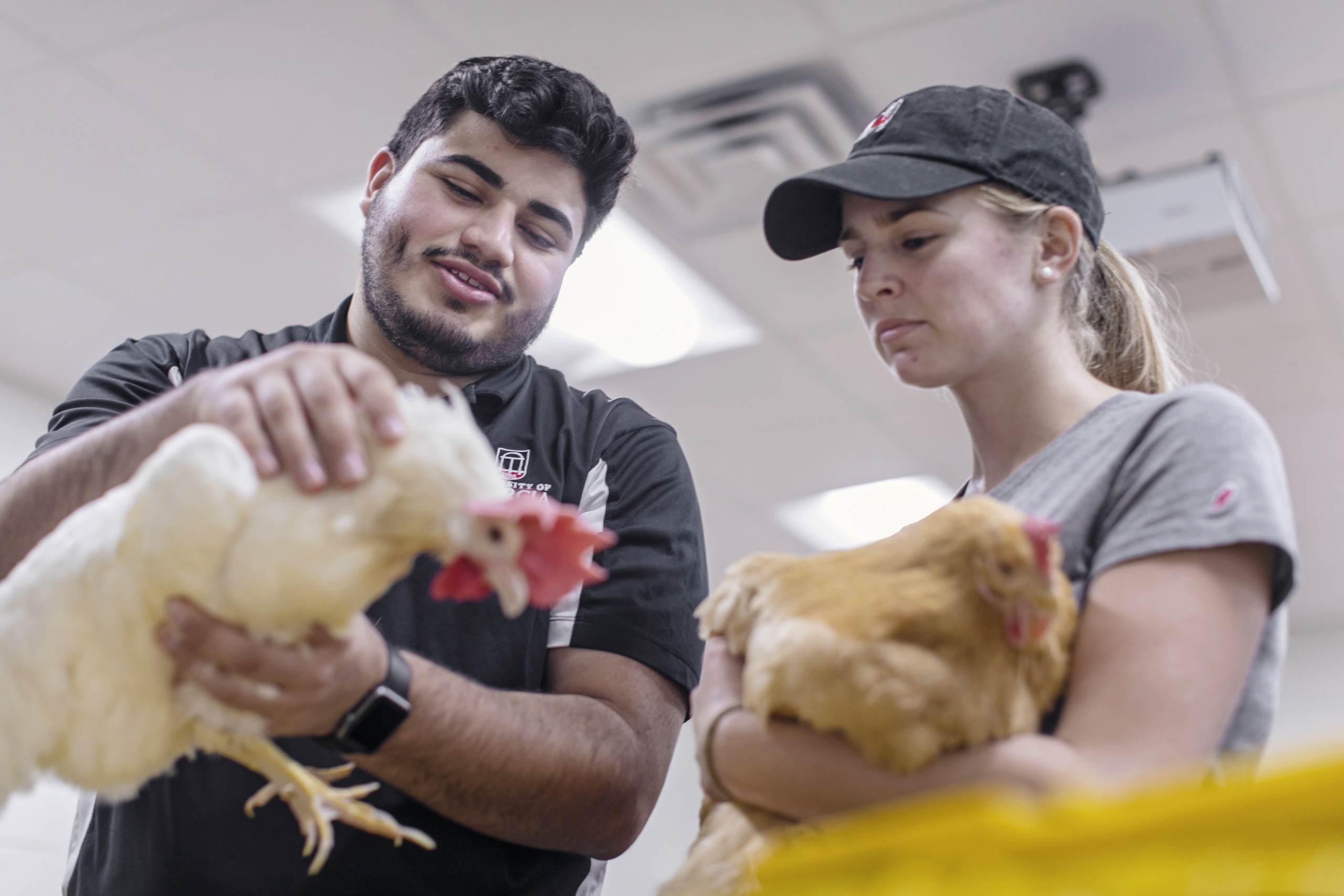 Poultry Science students work with chickens