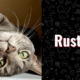 photo of rusty the cat