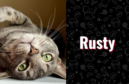 photo of rusty the cat
