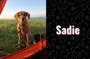 photo of Sadie the dog