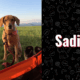 photo of Sadie the dog