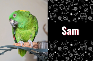 photo of sam the parrot