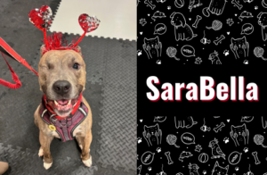 photo of SaraBella the dog