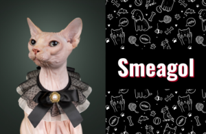 photo of smeagol the cat