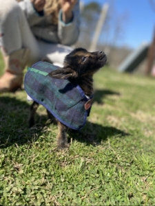 photo of mighty g the baby goat