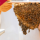 photo of a bee attendant holding a hive of bees